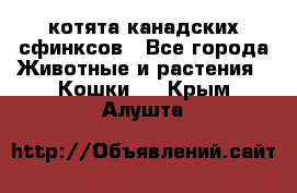 котята канадских сфинксов - Все города Животные и растения » Кошки   . Крым,Алушта